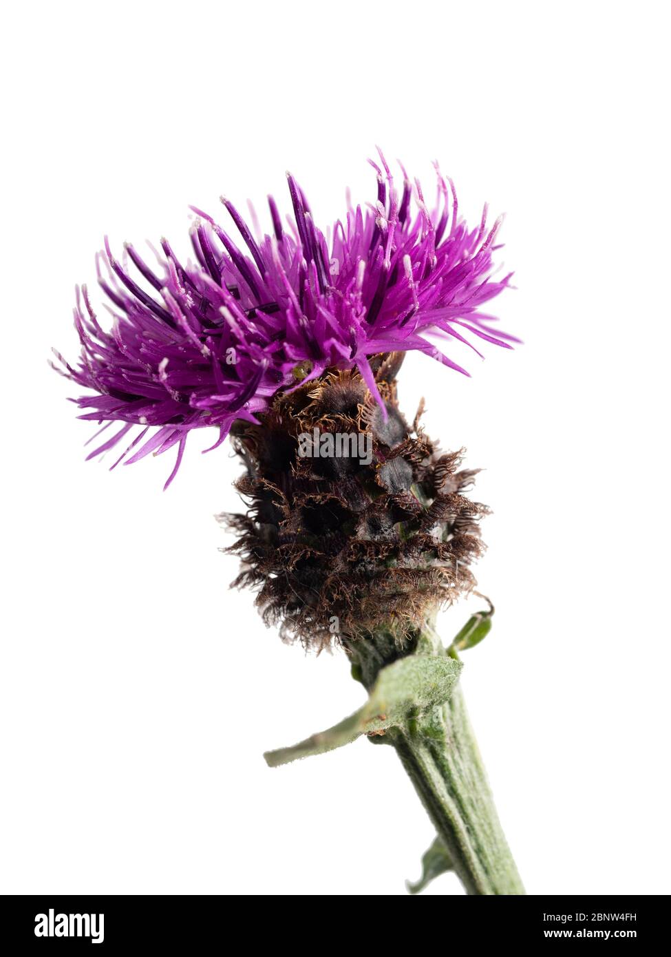 Fleur de la forme non-rahiée de la knapode noire, Centaurea nigra, une fleur sauvage britannique florale d'été, sur fond blanc Banque D'Images