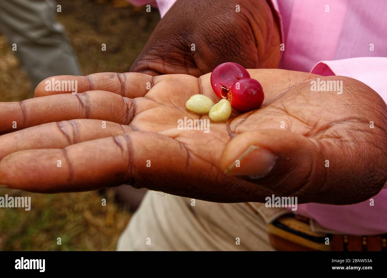 Grains de café rouges, cerises, à l'intérieur de la peau extérieure, gros plan, tenu dans la paume de l'homme, cru, boisson, boisson de caféine, Afrique; Arusha; Tanzanie Banque D'Images