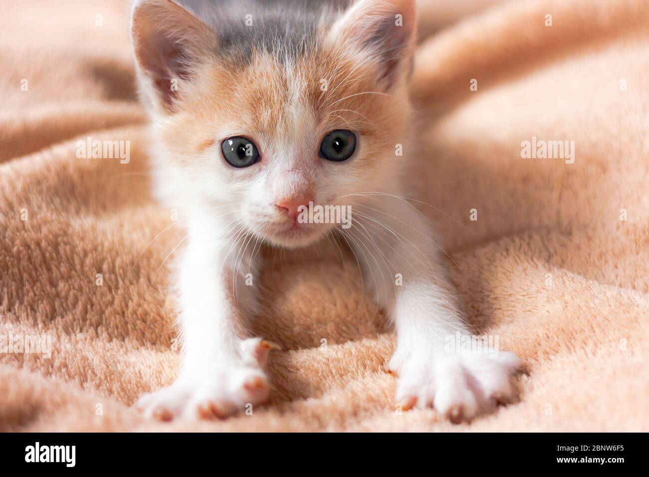 Gros plan portrait de drôle, mignon, beau chaton de gingembre de couleur arbre.adorable petit animal de compagnie se trouve sur le canapé et étirements. Banque D'Images