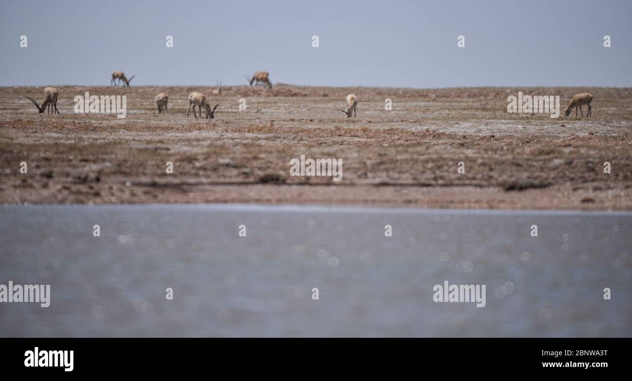 (200516) -- HOH XIL, 16 mai 2020 (Xinhua) -- UN troupeau d'antilopes tibétains est présent à Hoh XIL, dans la province de Qinghai, dans le nord-ouest de la Chine, le 15 mai 2020. Les antilopes tibétains enceintes ont commencé leur migration annuelle au cœur de la réserve naturelle Hoh XIL du nord-ouest de la Chine pour donner naissance, selon la déclaration publiée vendredi par le bureau de gestion de la Réserve. Le 30 avril, le premier groupe de 43 antilopes tibétains a passé la route Qinghai-Tibet en route vers le lac Zonag et d'autres aires de reproduction à Hoh XIL, environ une semaine plus tôt que l'année dernière. Chaque année, des dizaines de milliers de Tibétains enceintes Banque D'Images