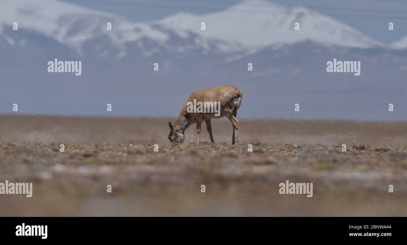 (200516) -- HOH XIL, 16 mai 2020 (Xinhua) -- ON voit UNE antilope tibétaine à Hoh XIL, dans la province de Qinghai, dans le nord-ouest de la Chine, le 16 mai 2020. Les antilopes tibétains enceintes ont commencé leur migration annuelle au cœur de la réserve naturelle Hoh XIL du nord-ouest de la Chine pour donner naissance, selon la déclaration publiée vendredi par le bureau de gestion de la Réserve. Le 30 avril, le premier groupe de 43 antilopes tibétains a passé la route Qinghai-Tibet en route vers le lac Zonag et d'autres aires de reproduction à Hoh XIL, environ une semaine plus tôt que l'année dernière. Chaque année, des dizaines de milliers d'antilopes tibétains enceintes Banque D'Images