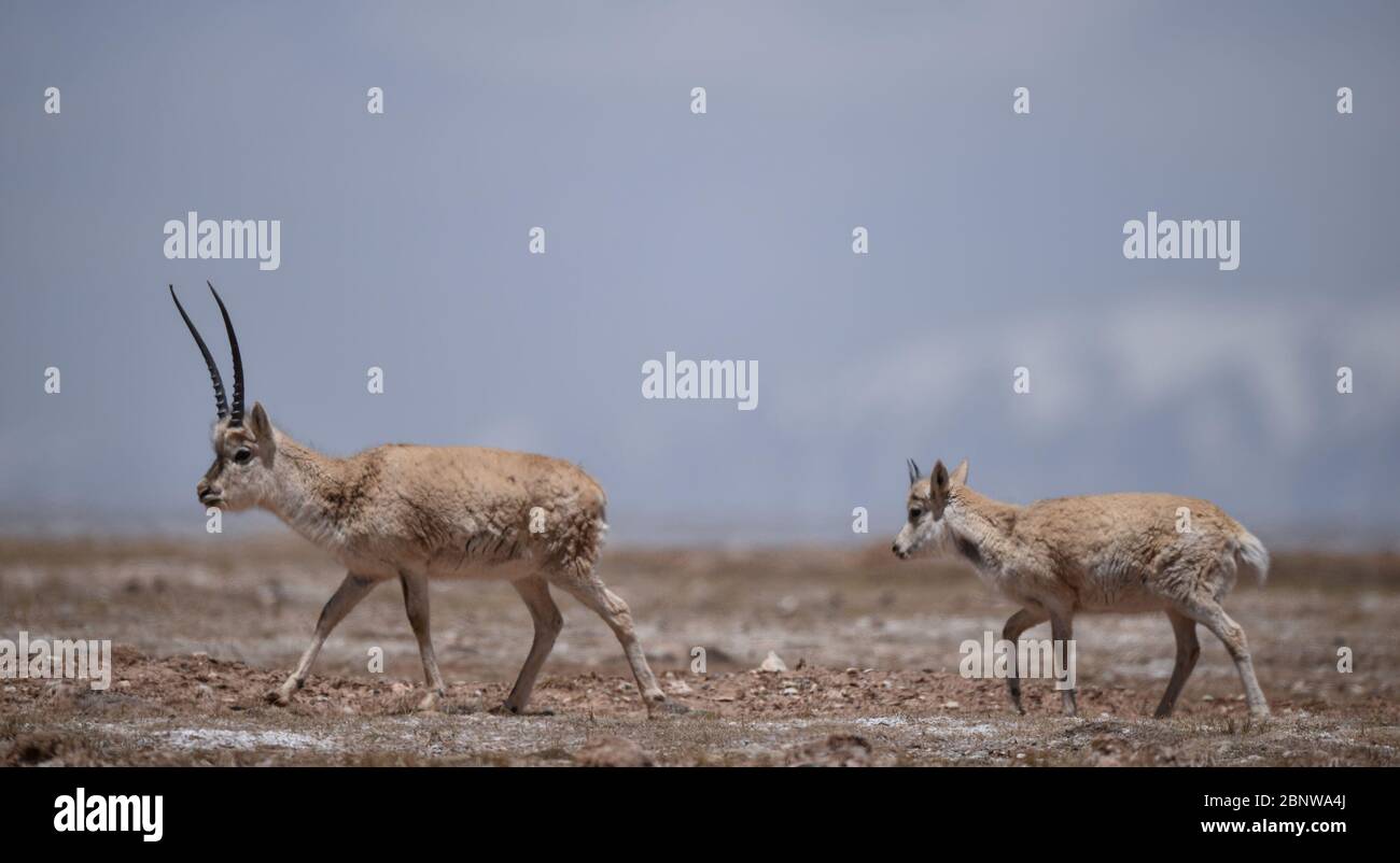 (200516) -- HOH XIL, 16 mai 2020 (Xinhua) -- deux antilopes tibétains sont vues à Hoh XIL, dans la province de Qinghai, dans le nord-ouest de la Chine, le 15 mai 2020. Les antilopes tibétains enceintes ont commencé leur migration annuelle au cœur de la réserve naturelle Hoh XIL du nord-ouest de la Chine pour donner naissance, selon la déclaration publiée vendredi par le bureau de gestion de la Réserve. Le 30 avril, le premier groupe de 43 antilopes tibétains a passé la route Qinghai-Tibet en route vers le lac Zonag et d'autres aires de reproduction à Hoh XIL, environ une semaine plus tôt que l'année dernière. Chaque année, des dizaines de milliers d'antelo tibétain enceinte Banque D'Images