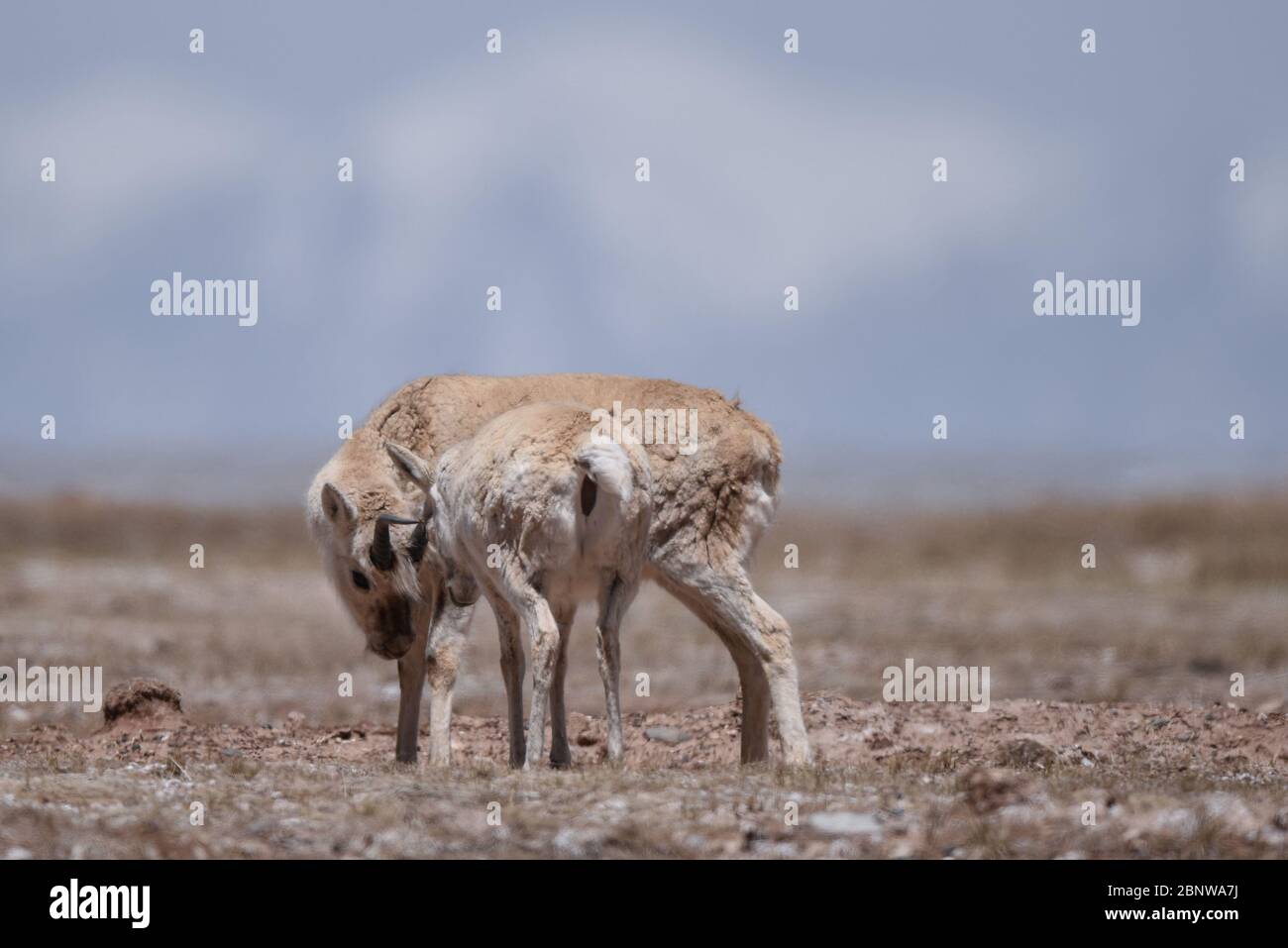 (200516) -- HOH XIL, 16 mai 2020 (Xinhua) -- deux antilopes tibétains sont vues à Hoh XIL, dans la province de Qinghai, dans le nord-ouest de la Chine, le 15 mai 2020. Les antilopes tibétains enceintes ont commencé leur migration annuelle au cœur de la réserve naturelle Hoh XIL du nord-ouest de la Chine pour donner naissance, selon la déclaration publiée vendredi par le bureau de gestion de la Réserve. Le 30 avril, le premier groupe de 43 antilopes tibétains a passé la route Qinghai-Tibet en route vers le lac Zonag et d'autres aires de reproduction à Hoh XIL, environ une semaine plus tôt que l'année dernière. Chaque année, des dizaines de milliers d'antelo tibétain enceinte Banque D'Images