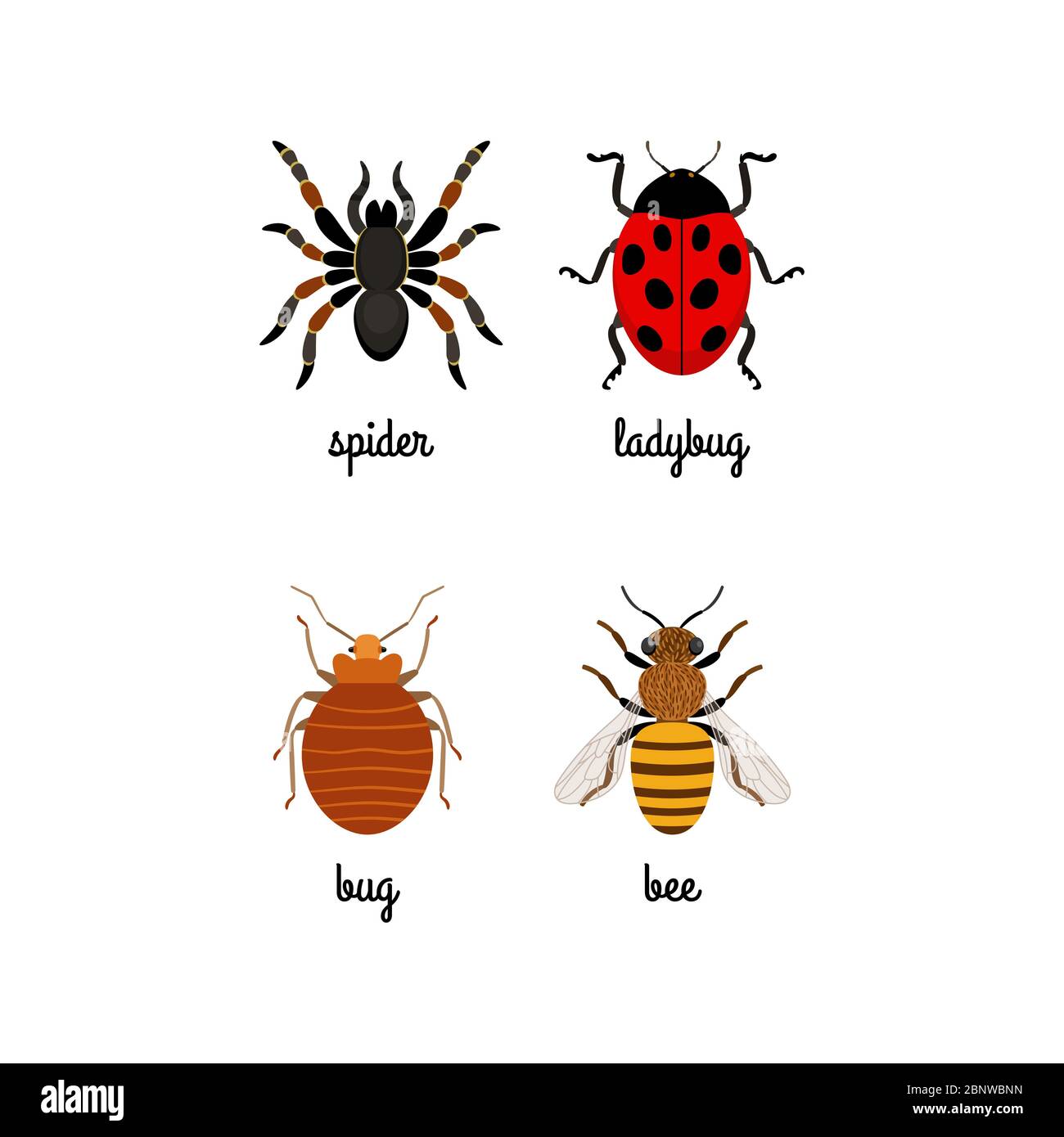 Ensemble de vecteurs d'insectes colorés avec des noms isolés sur blanc Illustration de Vecteur