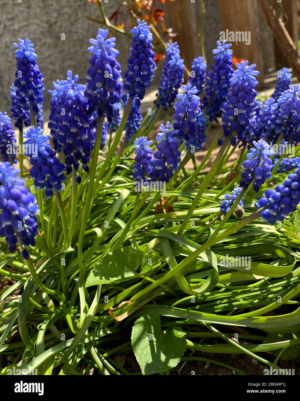 Magnifique paysage de printemps avec fleurs Muscari bleues. Muscari armeniacum fond. Fleurs bleues en fleurs dans le jardin, gros plan Banque D'Images