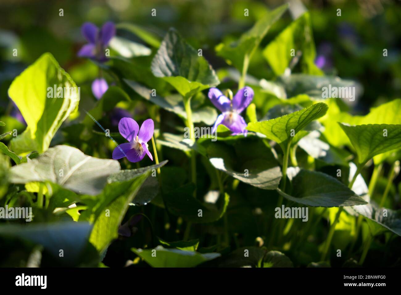 Gros plan sur les fleurs et plantes violettes en bois (Viola odorata ou Viola sylvestris) avec un mélange de lumière du soleil et d'ombre (Alicante, Espagne) Banque D'Images