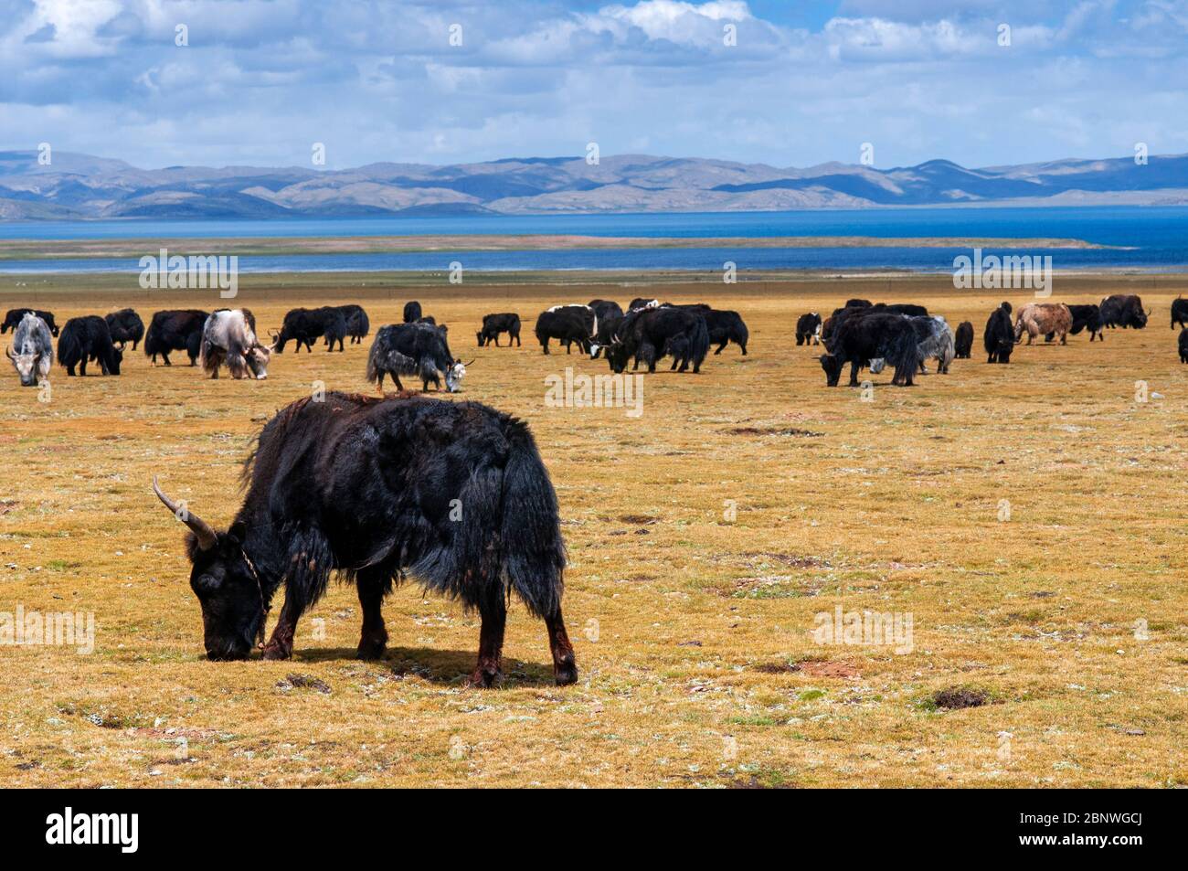 Yaks paissant dans le lac Namtso ou le lac Nam tso au Tibet en Chine. Le lac Nam TSO est le deuxième plus grand lac du Tibet et l'un des endroits les plus célèbres de la Banque D'Images