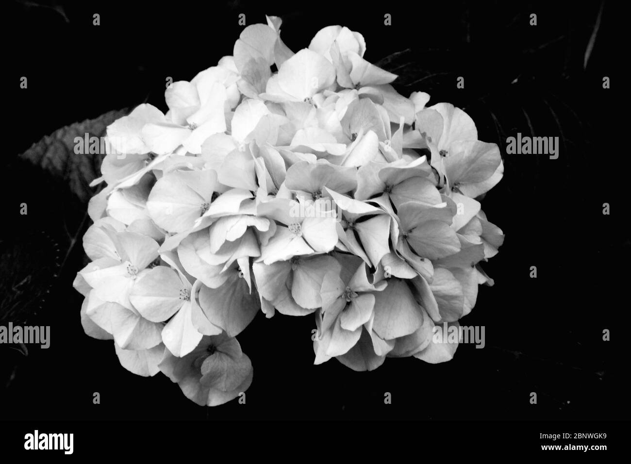 Hortensia blanc à l'extérieur Banque D'Images