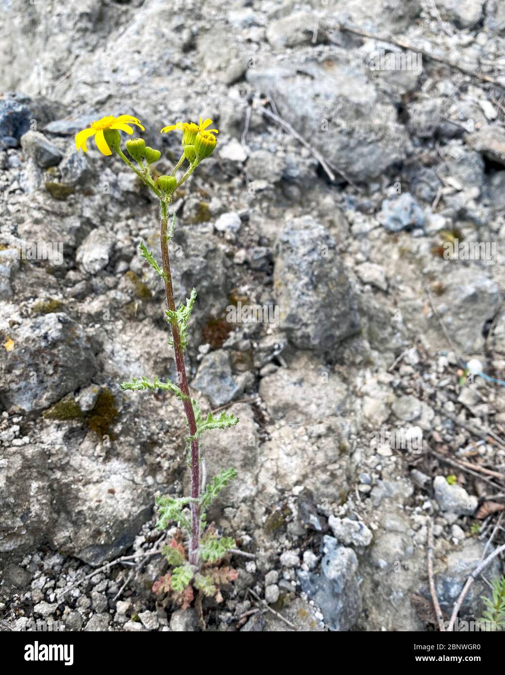 Le germe vert d'une plante fait le chemin à travers l'asphalte. Fleur jaune parmi les pierres. Banque D'Images