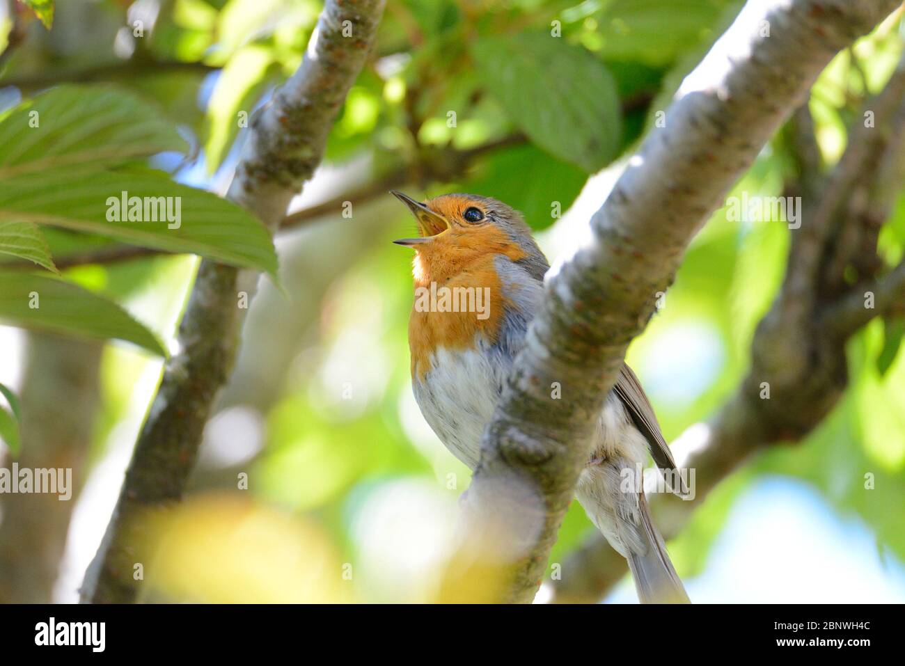 Robin européen (erithacus rubecula) chantant dans un arbre dans un jardin, Mai, Kent, Royaume-Uni Banque D'Images