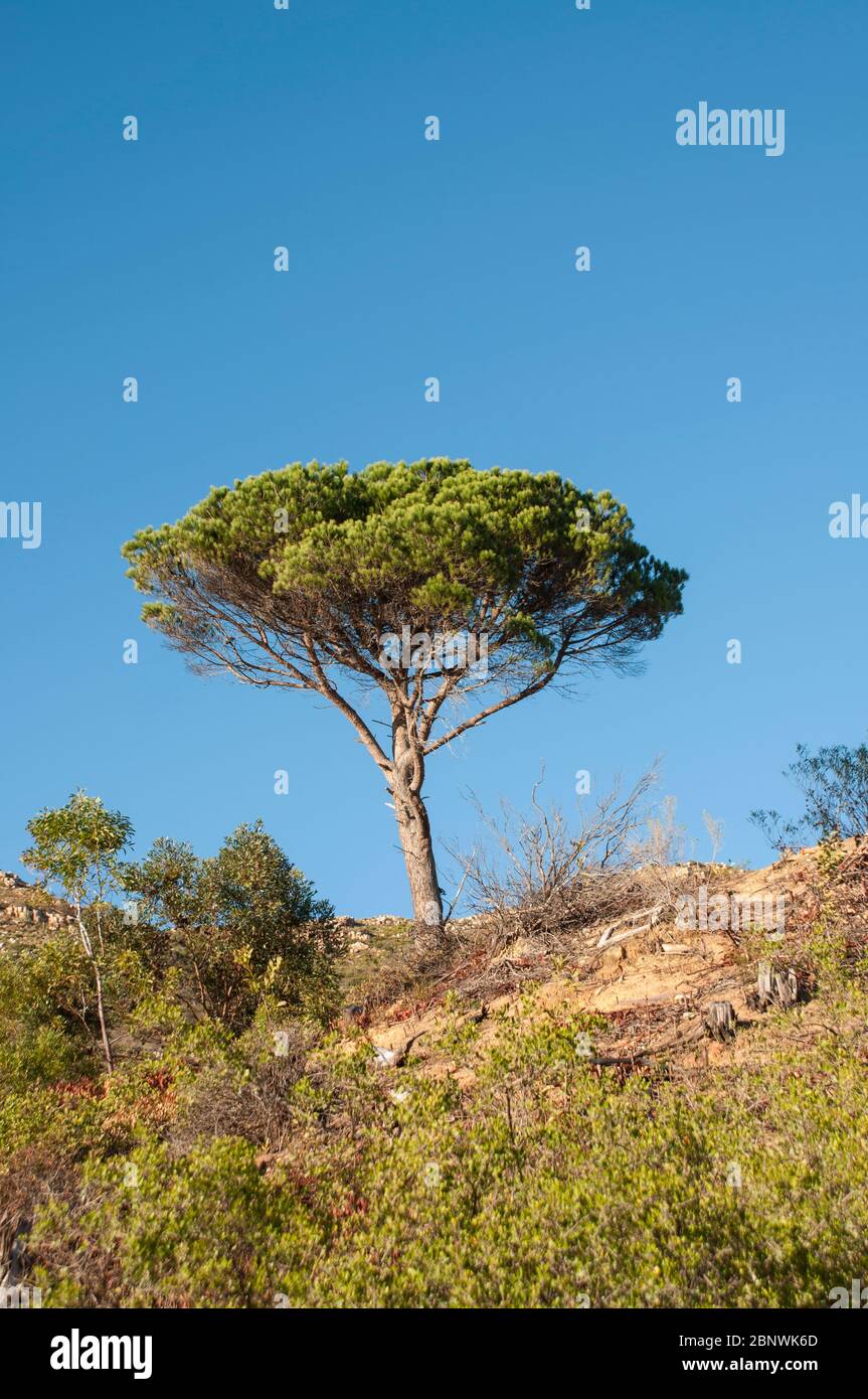 Arbre seul contre le ciel bleu en plein soleil. Banque D'Images