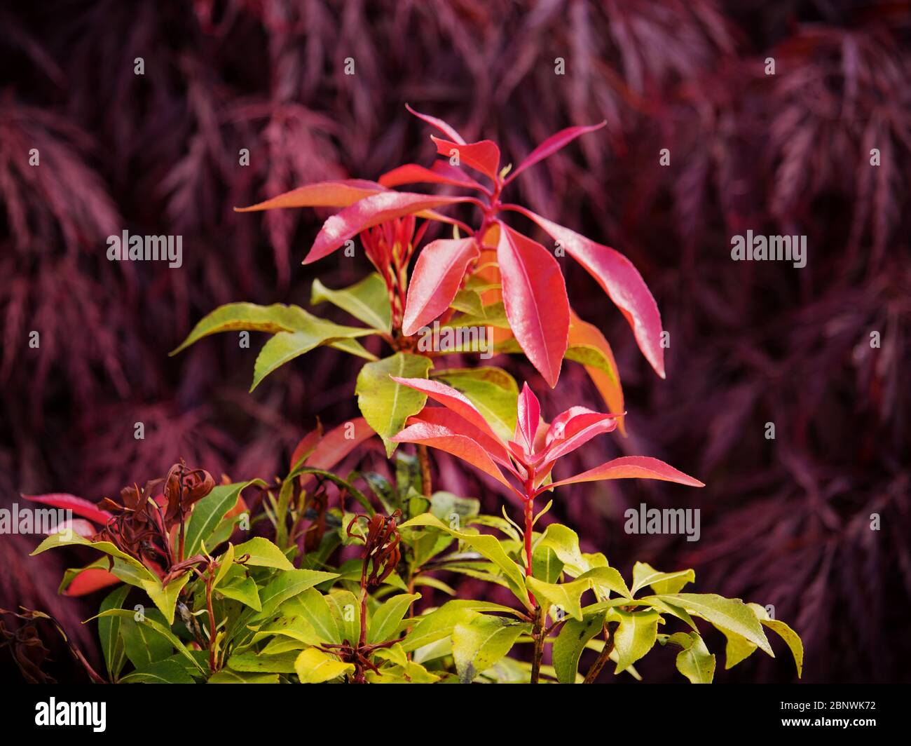 Une vue abstraite d'une belle feuille variégée d'une plante de Leucothoe Scarletta Zeblid, placée contre une aas rouge. Banque D'Images