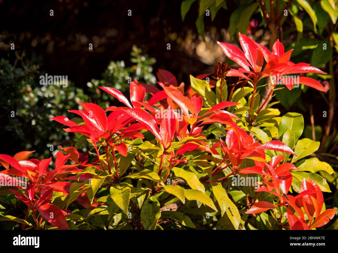 La belle feuille variégée d'une plante de Leucothoe Scarletta Zeblid, forme agréable et coloré Banque D'Images