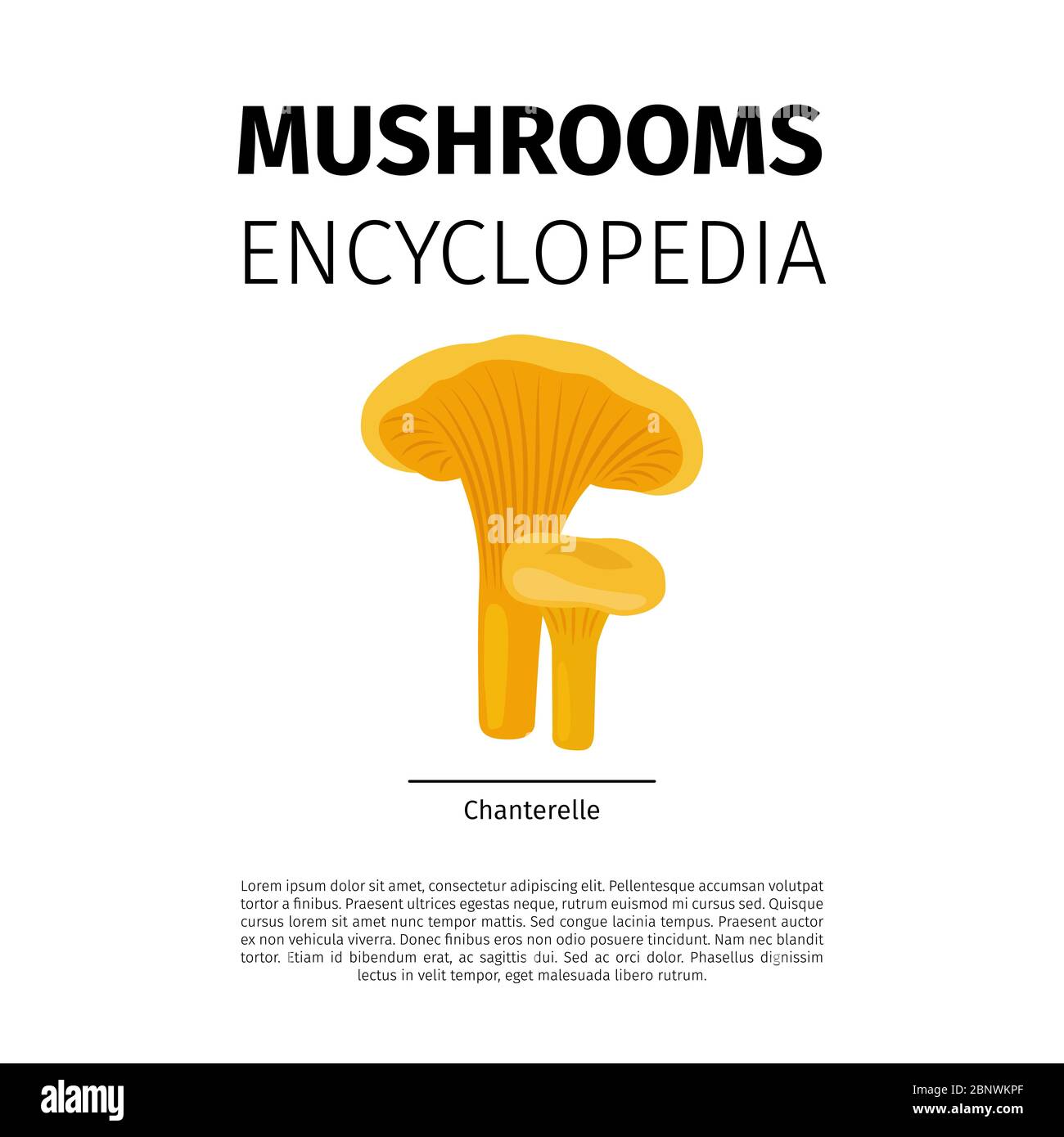 Conception vectorielle de l'Encyclopédie des champignons. Illustration des champignons chanterelles sur fond blanc Illustration de Vecteur