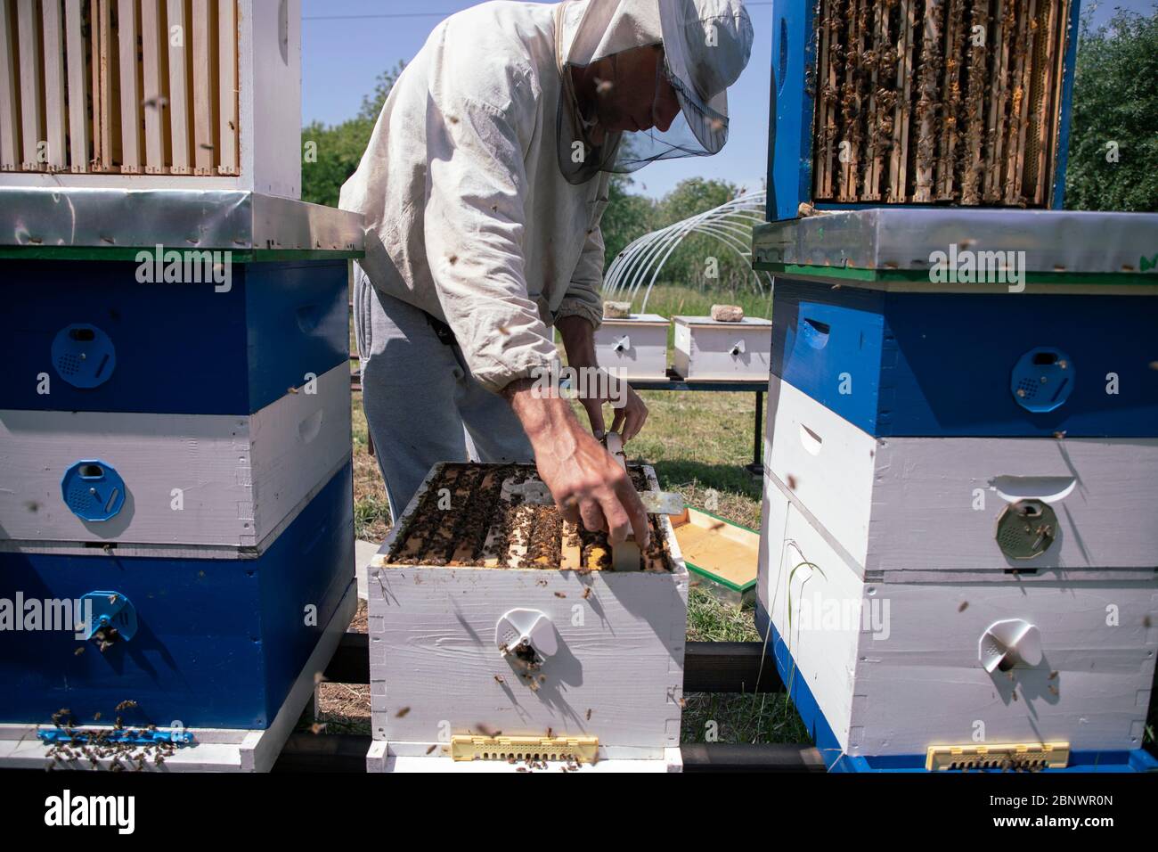 Belgrade, Serbie, 10 mai 2020 : apiculteur travaillant sur une ruche à la ferme de miel Banque D'Images