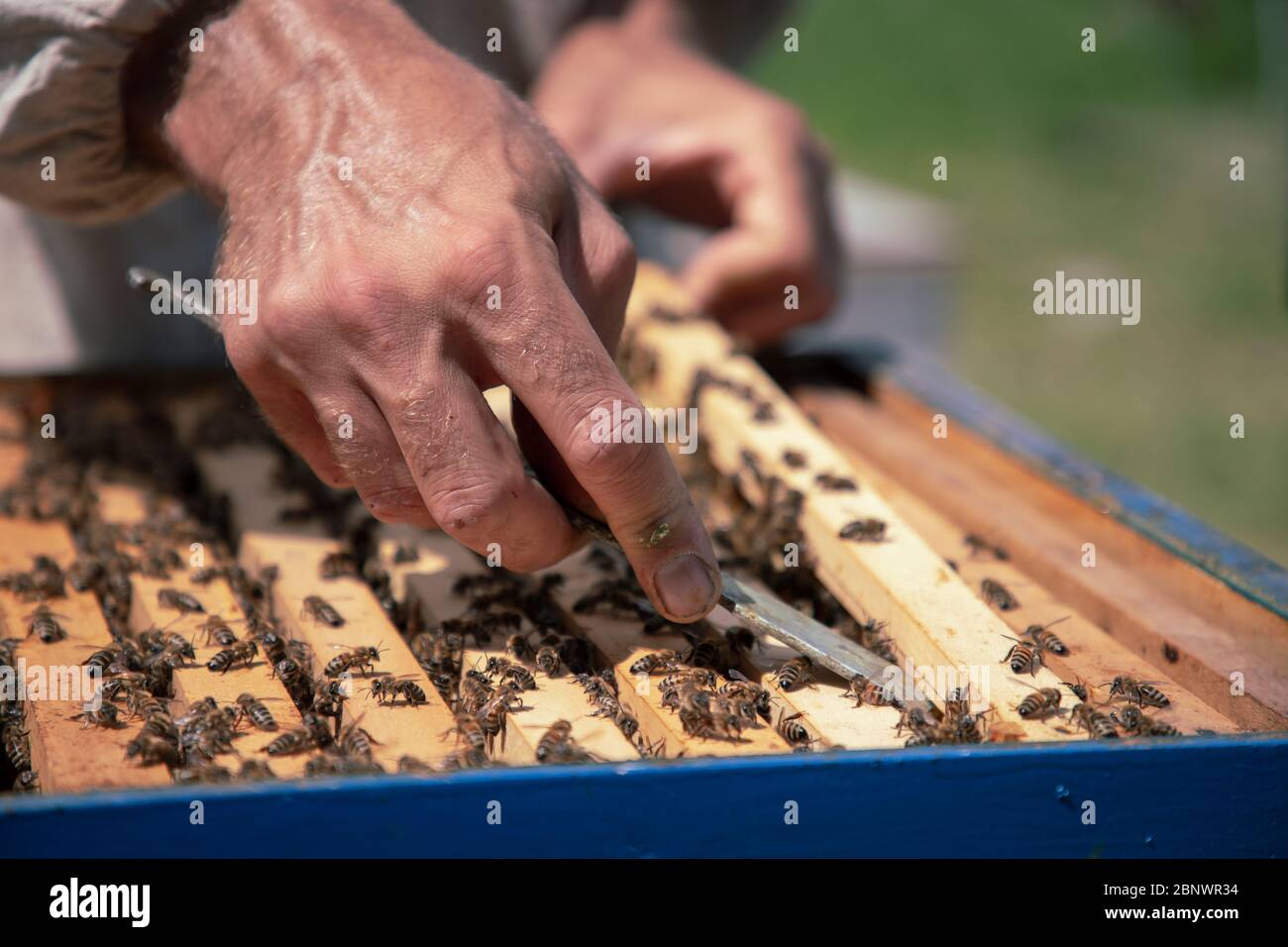 Belgrade, Serbie - gros plan d'un apiculteur travaillant sur une ruche à la ferme de miel Banque D'Images