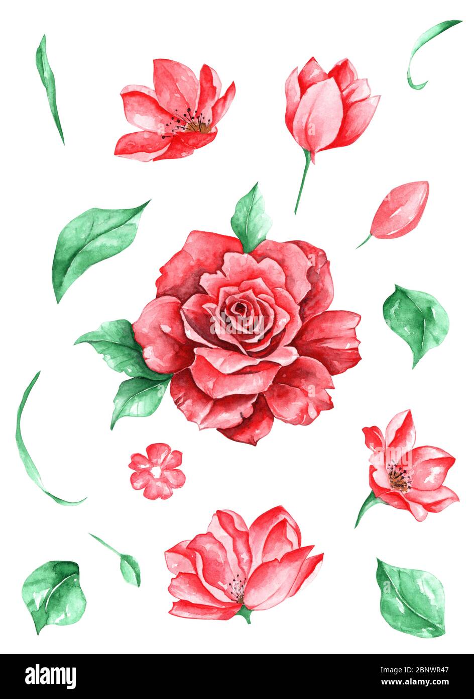 Ensemble de fleurs roses et feuilles dessin traditionnel et peinture par aquarelle sur fond blanc Banque D'Images