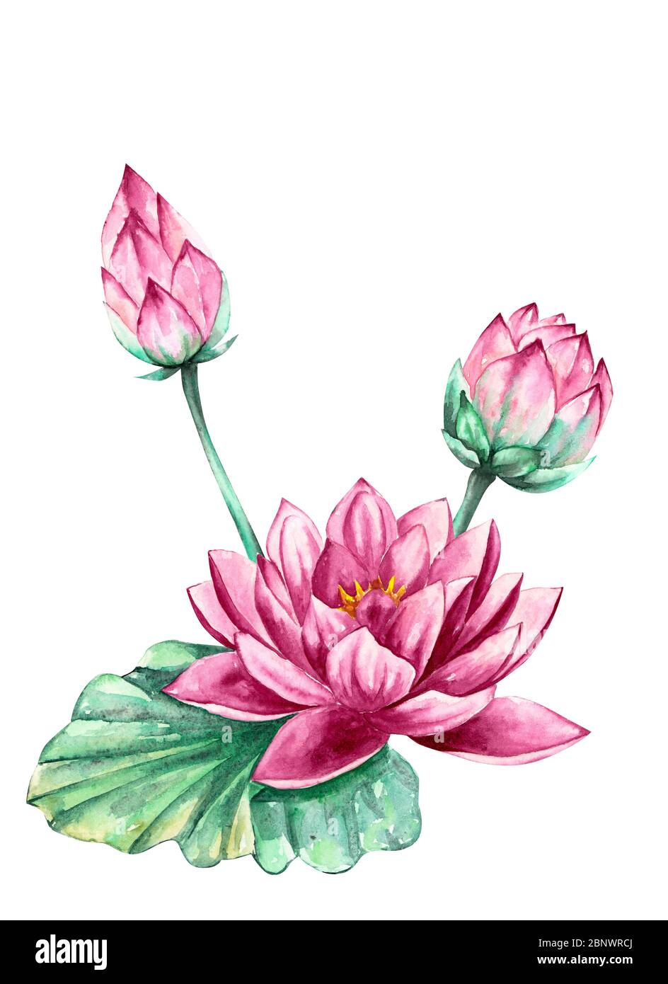 Rose et violet nénuphar fleur de lotus, aquarelle, isolée sur fond blanc Banque D'Images