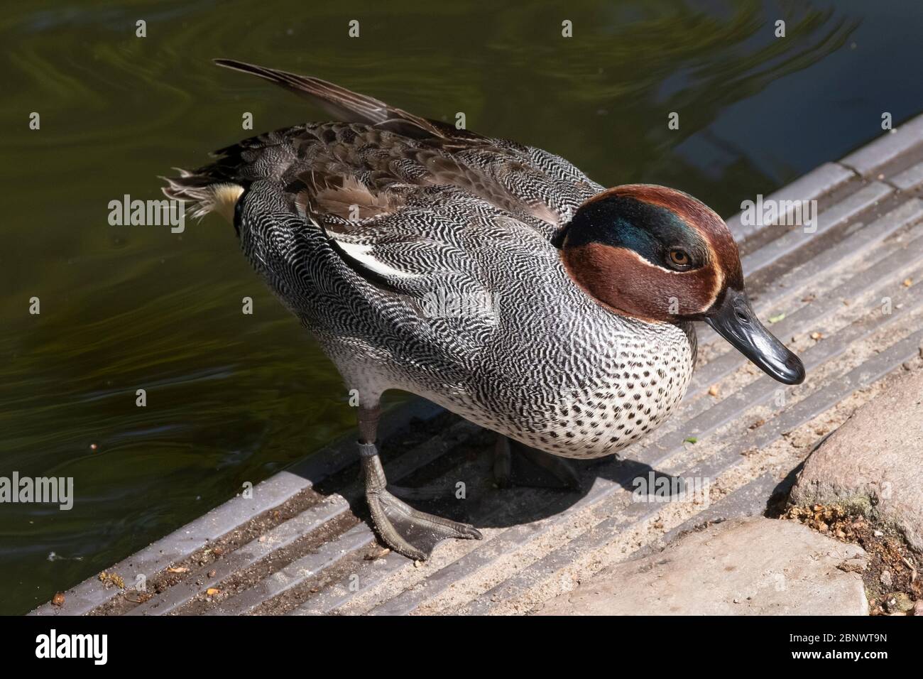 Un canard sarcelle à la cannelle mâle assis sur la rive. Banque D'Images