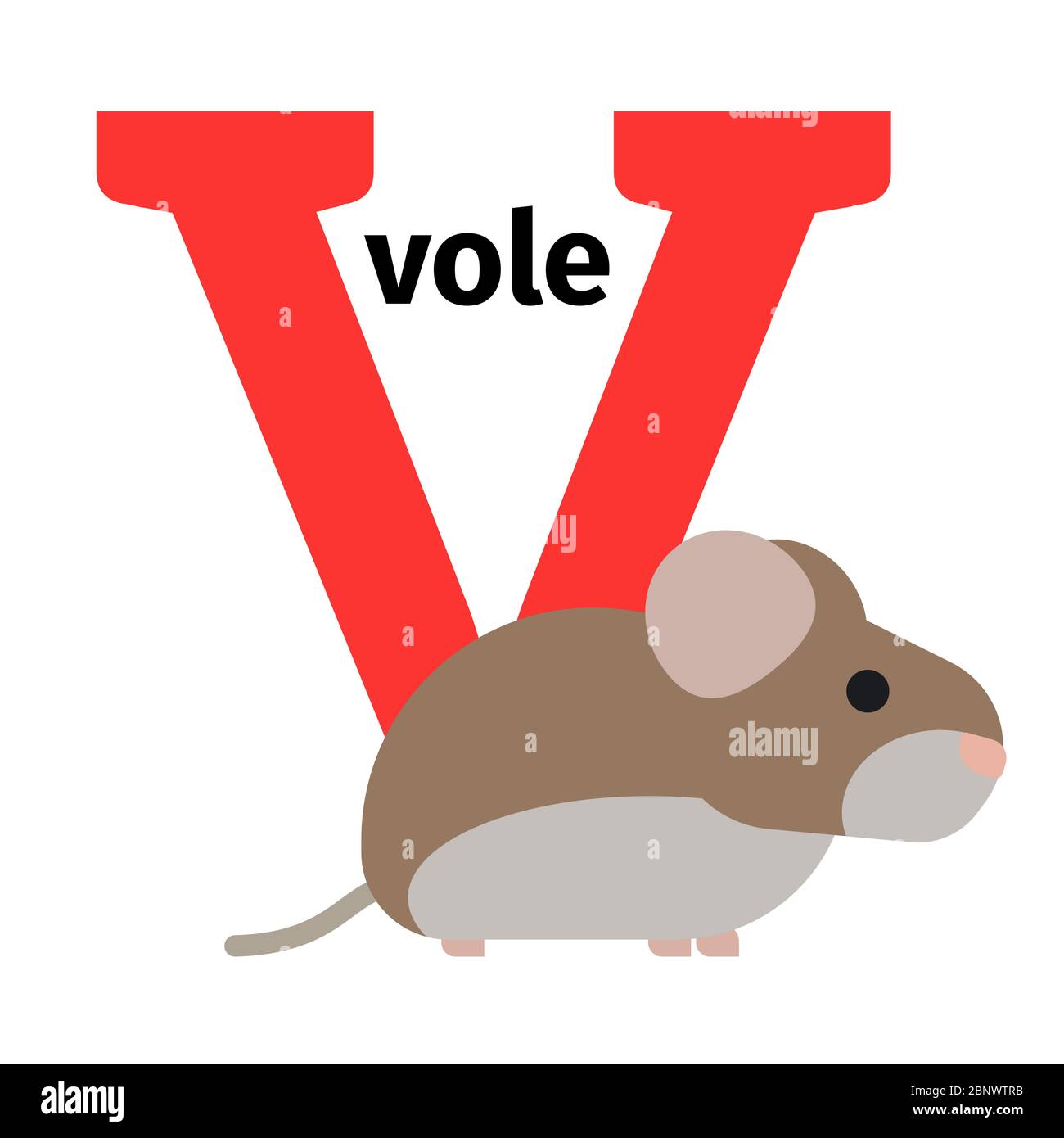 Alphabet anglais animaux zoo avec lettre V. Vole illustration vectorielle Illustration de Vecteur