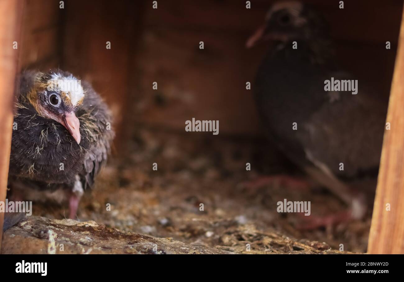 Portrait d'un jeune pigeon à la recherche curieuse de l'appareil photo tandis que sa mère est assise derrière, la regardant, mise au point douce, haute profondeur de champ, 5K Banque D'Images