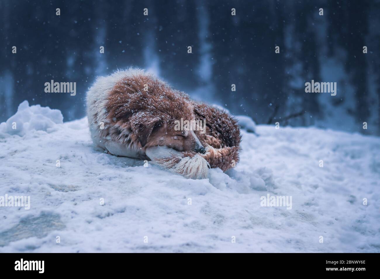 5K magnifique Portrait d'un chien Gaddi himalayan à fourrure qui dormait paisiblement pendant qu'il neige. Étant un chien de montagne, il a plus d'immunité à la belette froide Banque D'Images