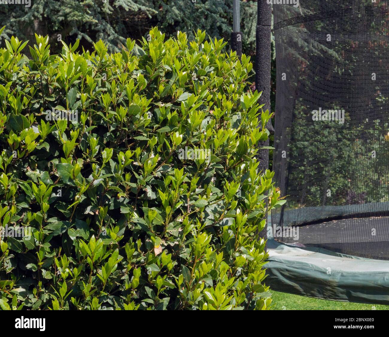 Forme d'un Laurier de la baie vu à côté d'un trampoline dans un jardin de la banlieue de Londres en mai. Banque D'Images