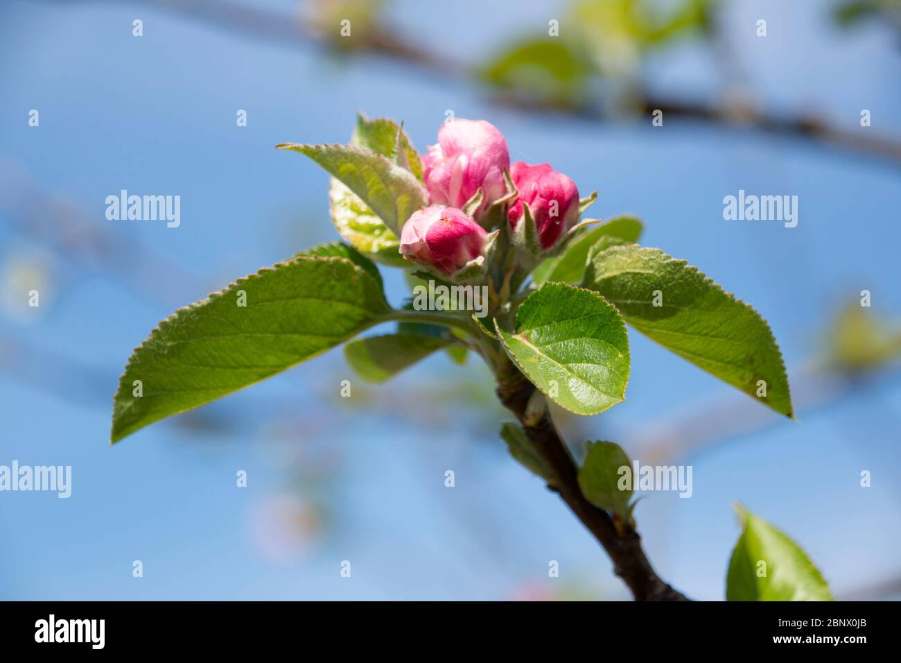 Fleurs de pomme et feuilles au printemps Banque D'Images