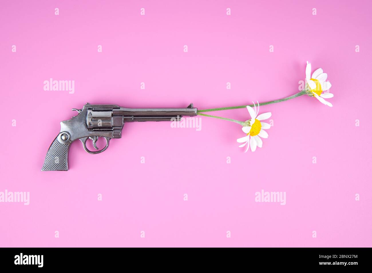 Fleurs de camomille placées dans le canon d'un revolver sur fond rose. Concept de puissance de fleur. Banque D'Images