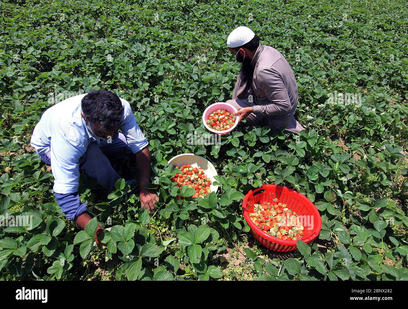 Srinagar, Jammu-et-Cachemire, Inde. 16 mai 2020. Les agriculteurs de Kashmiri collectent des fraises fraîches dans une ferme située à la périphérie de Srinagar.les agriculteurs disent qu'ils ont du mal à vendre leur récolte, car le confinement a fait un lourd tribut aux affaires de cette année. Crédit : Faisal Khan/ZUMA Wire/Alay Live News Banque D'Images