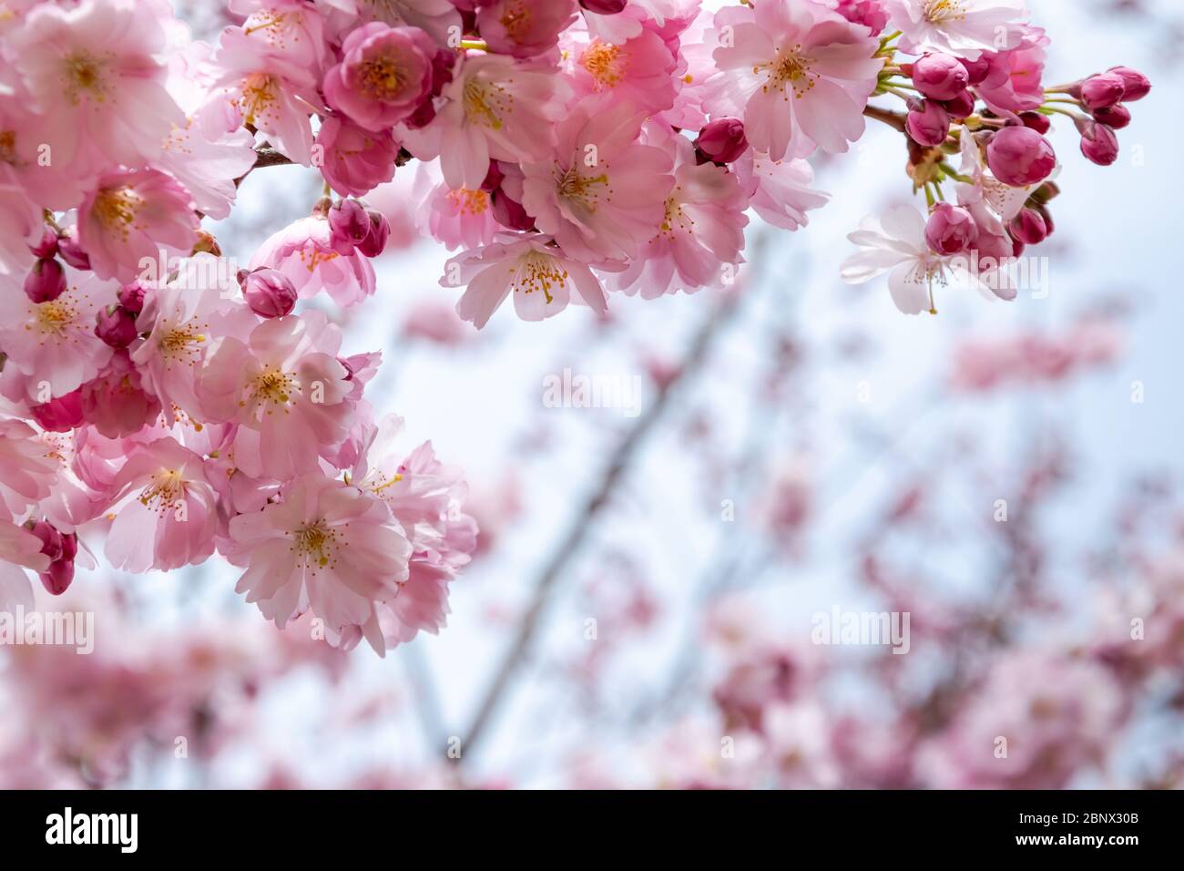 Un bref moment de saison au printemps est le gonflement de l'arbre sakura. Banque D'Images