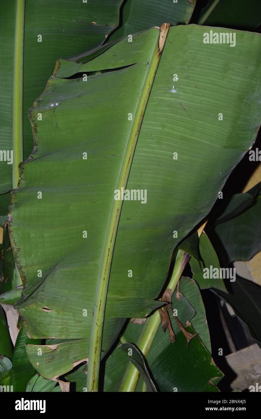 Un bouquet de bananes et de feuilles vertes sur une banane arbre Banque D'Images