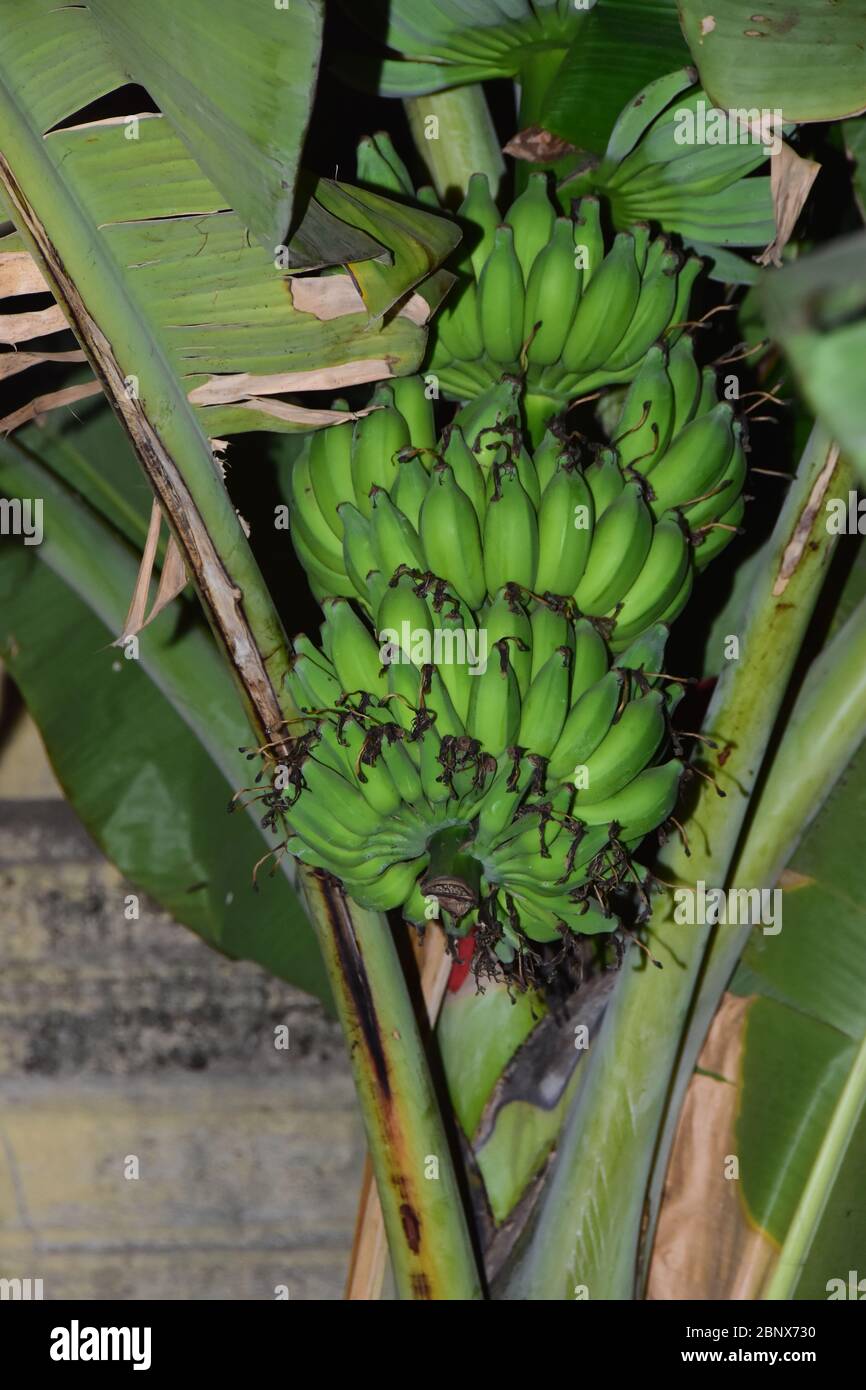 Un bouquet de bananes et de feuilles vertes sur une banane arbre Banque D'Images