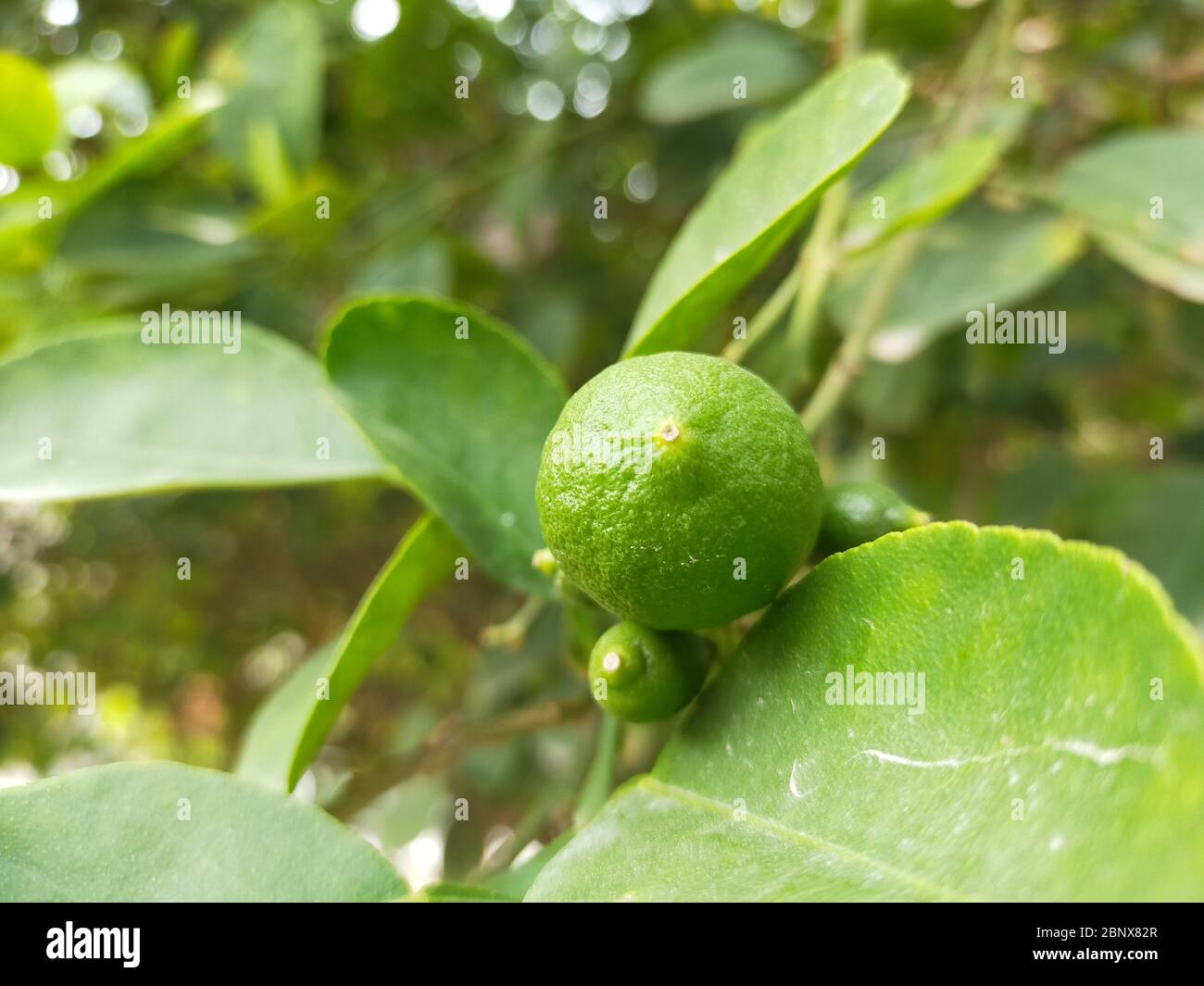 Limonade verte Banque D'Images