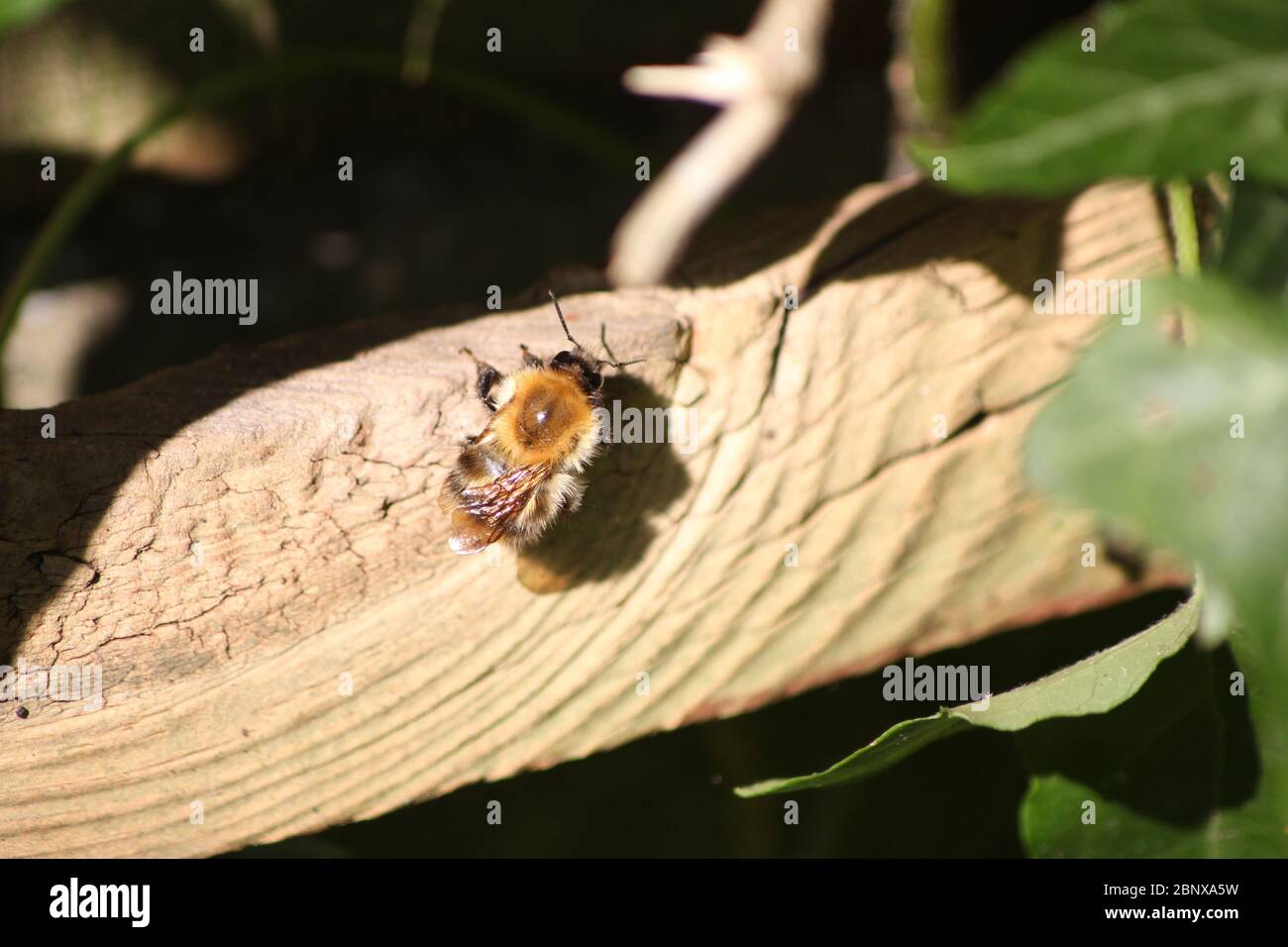 bumblebee dans le jardin Banque D'Images