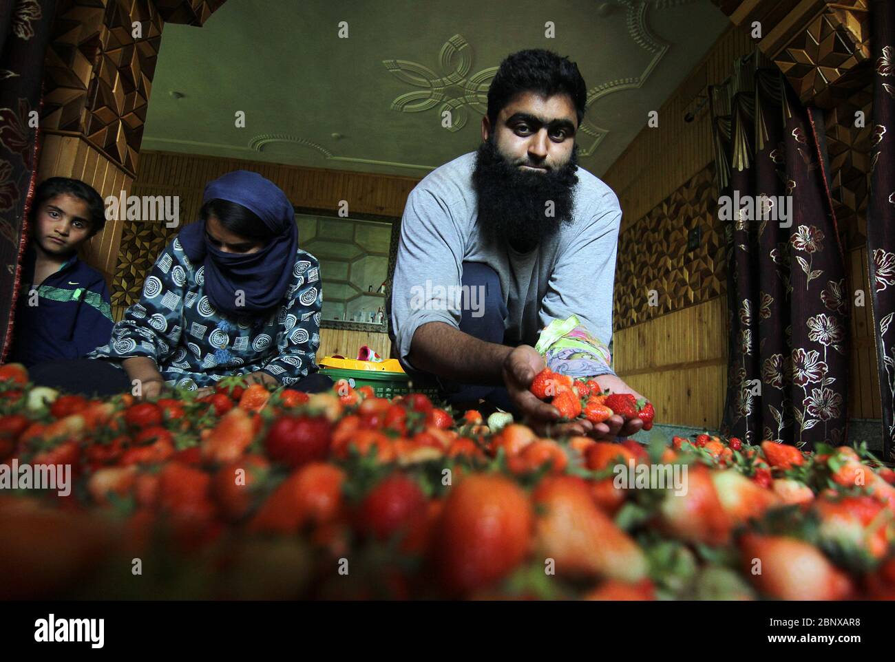 Srinagar, Jammu-et-Cachemire, Inde. 16 mai 2020. Un fermier de Kashmiri montrant les fraises fraîchement récoltées dans sa maison à la périphérie de Srinagar le 16 mai 2020.les agriculteurs disent qu'ils trouvent difficile de vendre leur récolte car le confinement a fait un lourd tribut sur la récolte de cette année. Crédit : Faisal Khan/ZUMA Wire/Alay Live News Banque D'Images