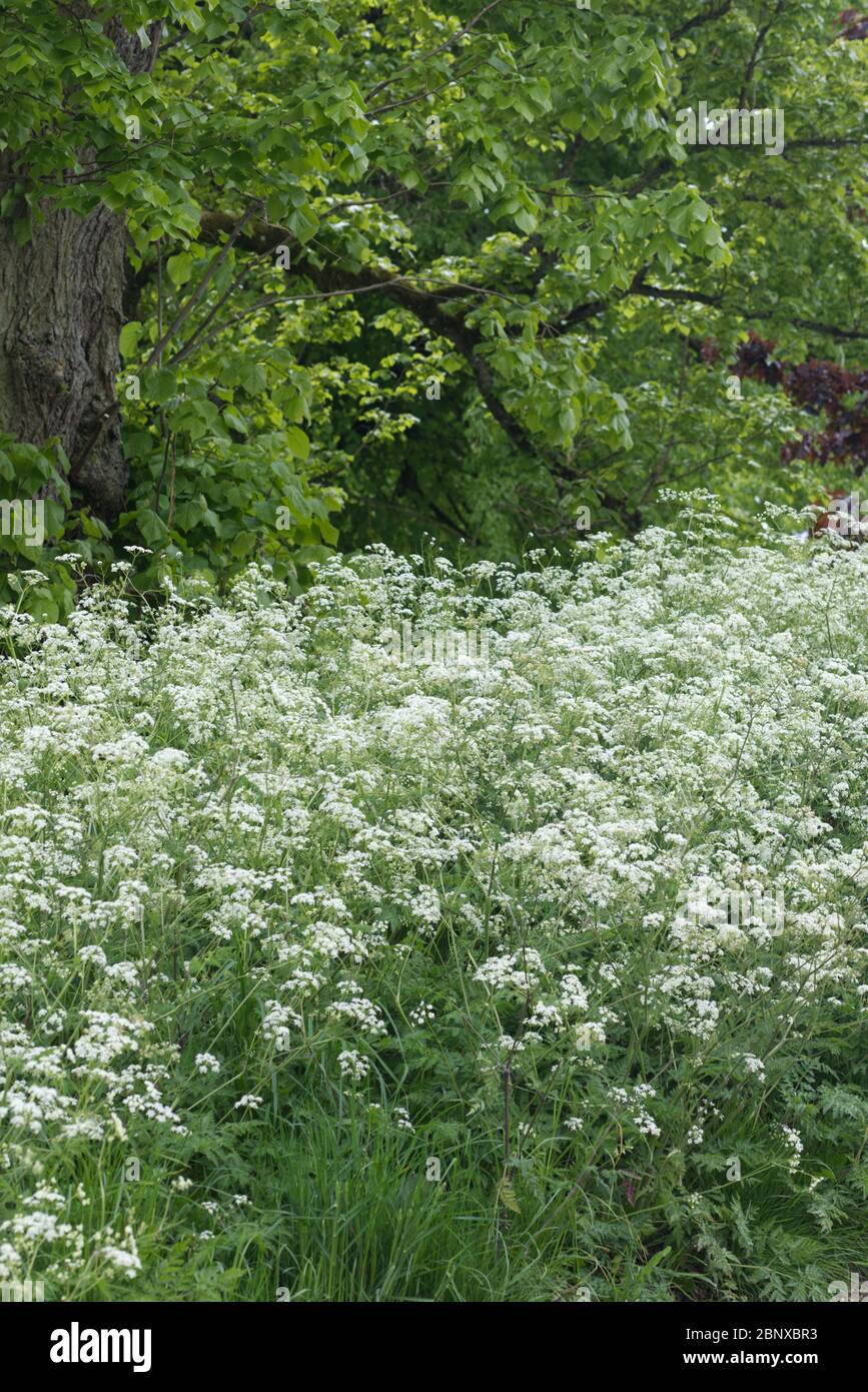 Anthriscus sylvestris, cow parsley Banque D'Images