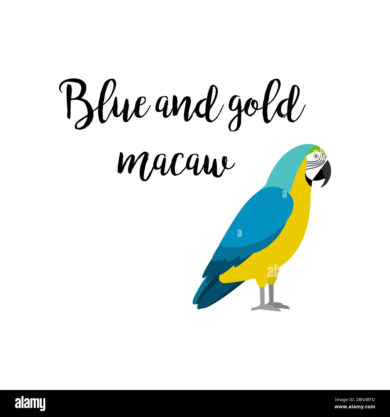 Oiseau tropical exotique isolé sur fond blanc. Élément vecteur d'oiseau perroquet bleu et or avec inscription à la main Illustration de Vecteur