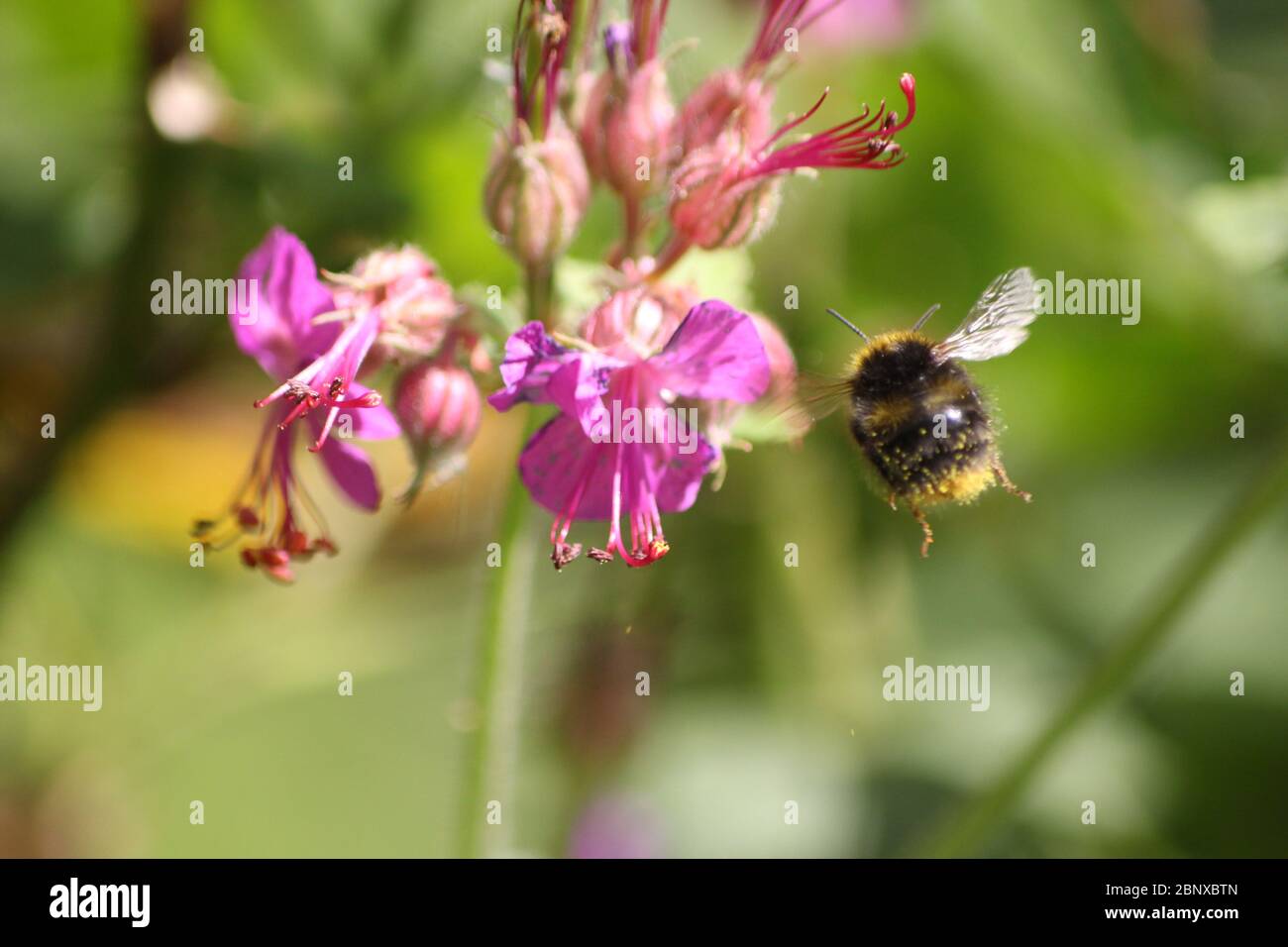 bumblebee dans le jardin Banque D'Images