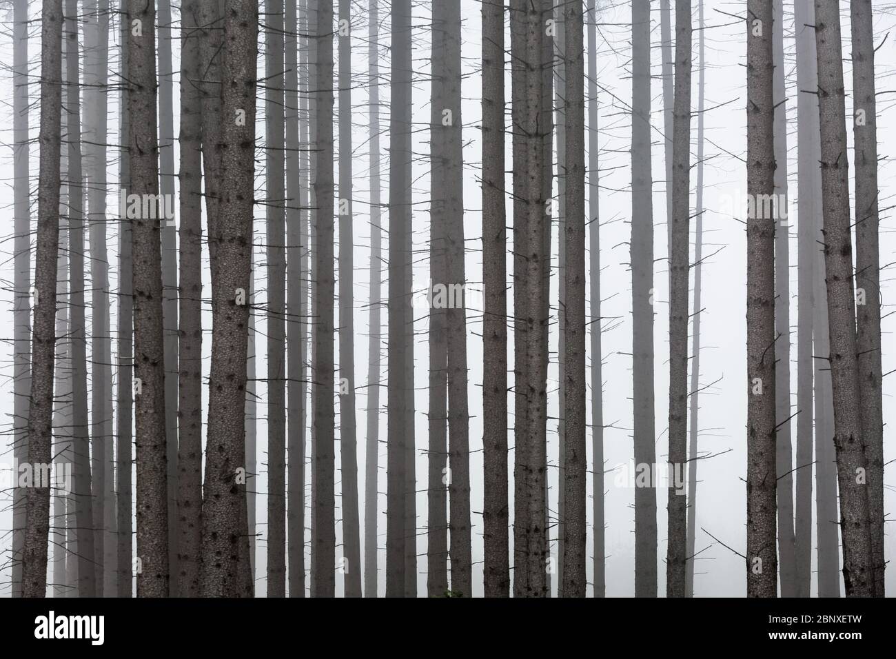 Forêt de conifères brumeux dans la région de Turiec, Slovaquie. Banque D'Images