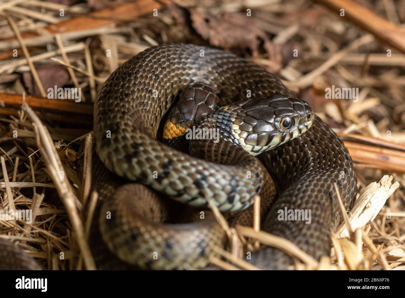 Deux jeunes serpents (Natrix natrix Helvetica) se sont rassemblés à Surrey, au Royaume-Uni Banque D'Images
