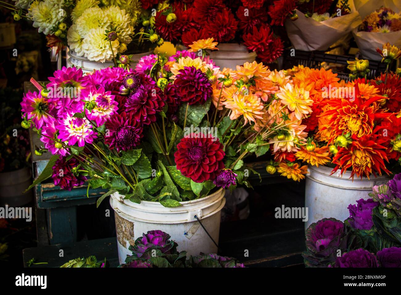 Fleurs Dahlia en vente dans un seau sur un marché agricole Banque D'Images