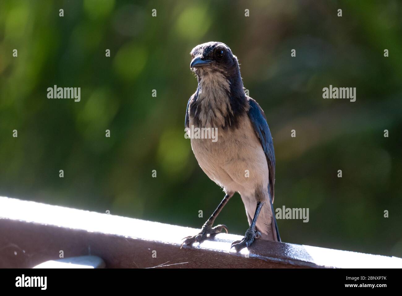 Curieux geai bleu de Californie en se sentant en sécurité en perchée sur le banc du parc avec bec vers l'avant. Banque D'Images