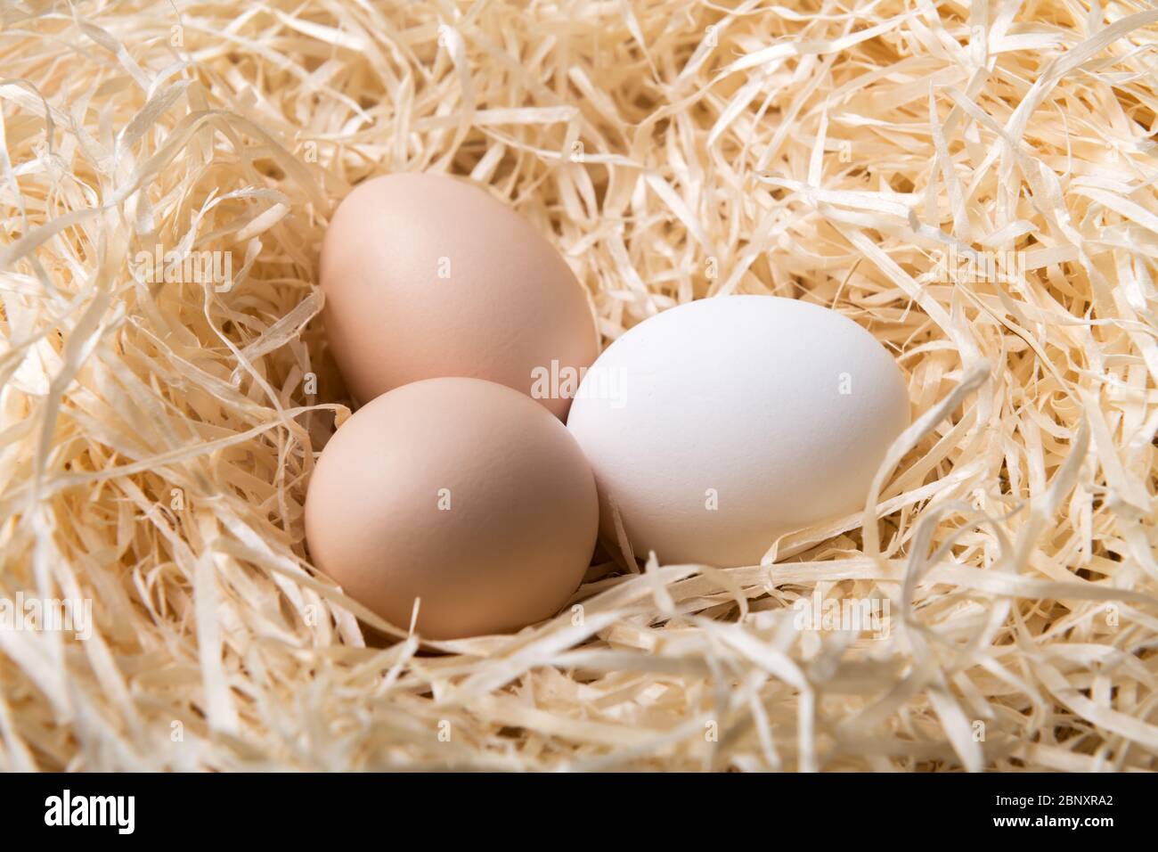 Œufs de poulet biologiques dans la fermeture du nid. Photographie alimentaire Banque D'Images