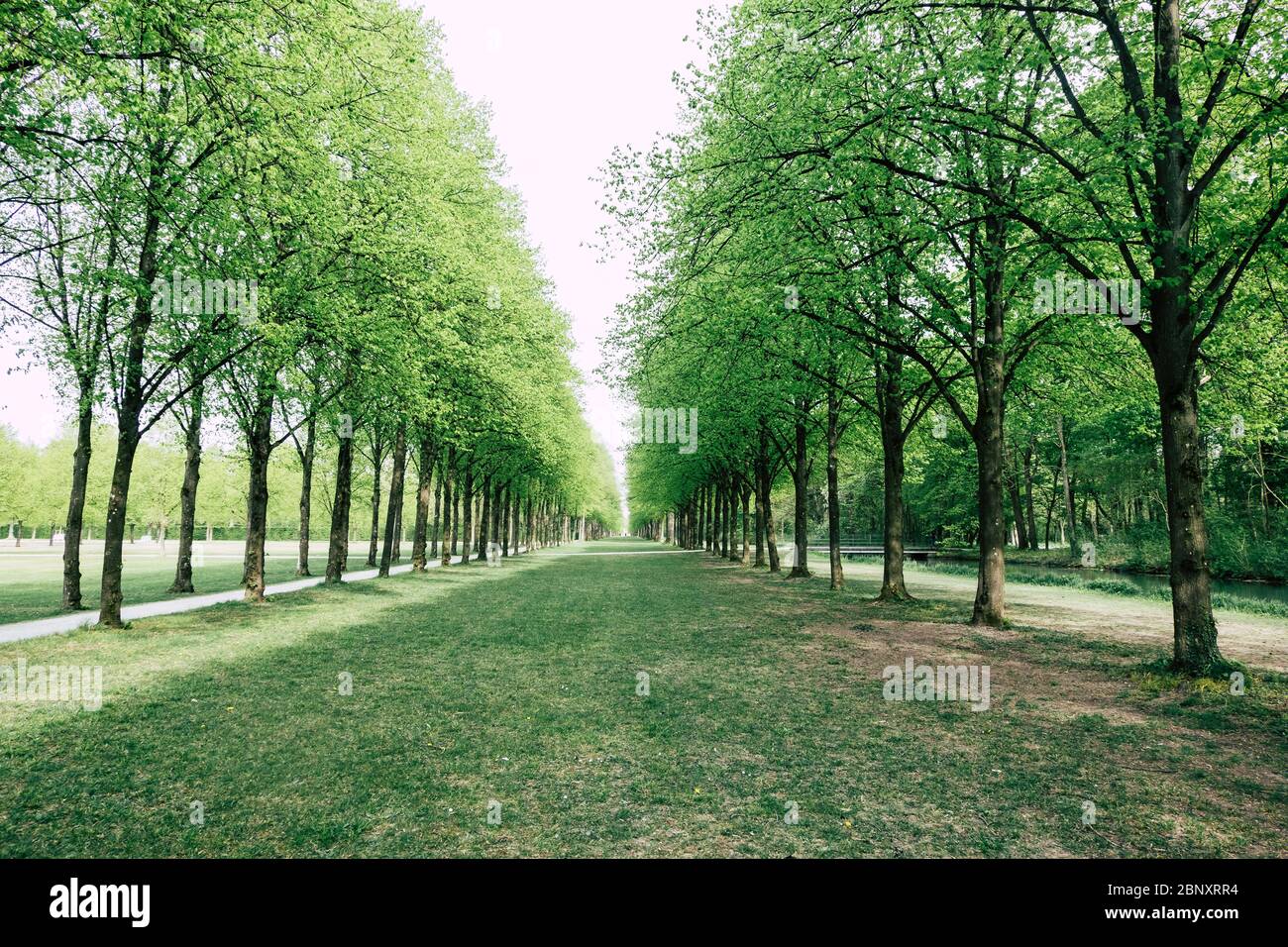 Avenue bordée d'arbres d'un chemin dans un parc Banque D'Images