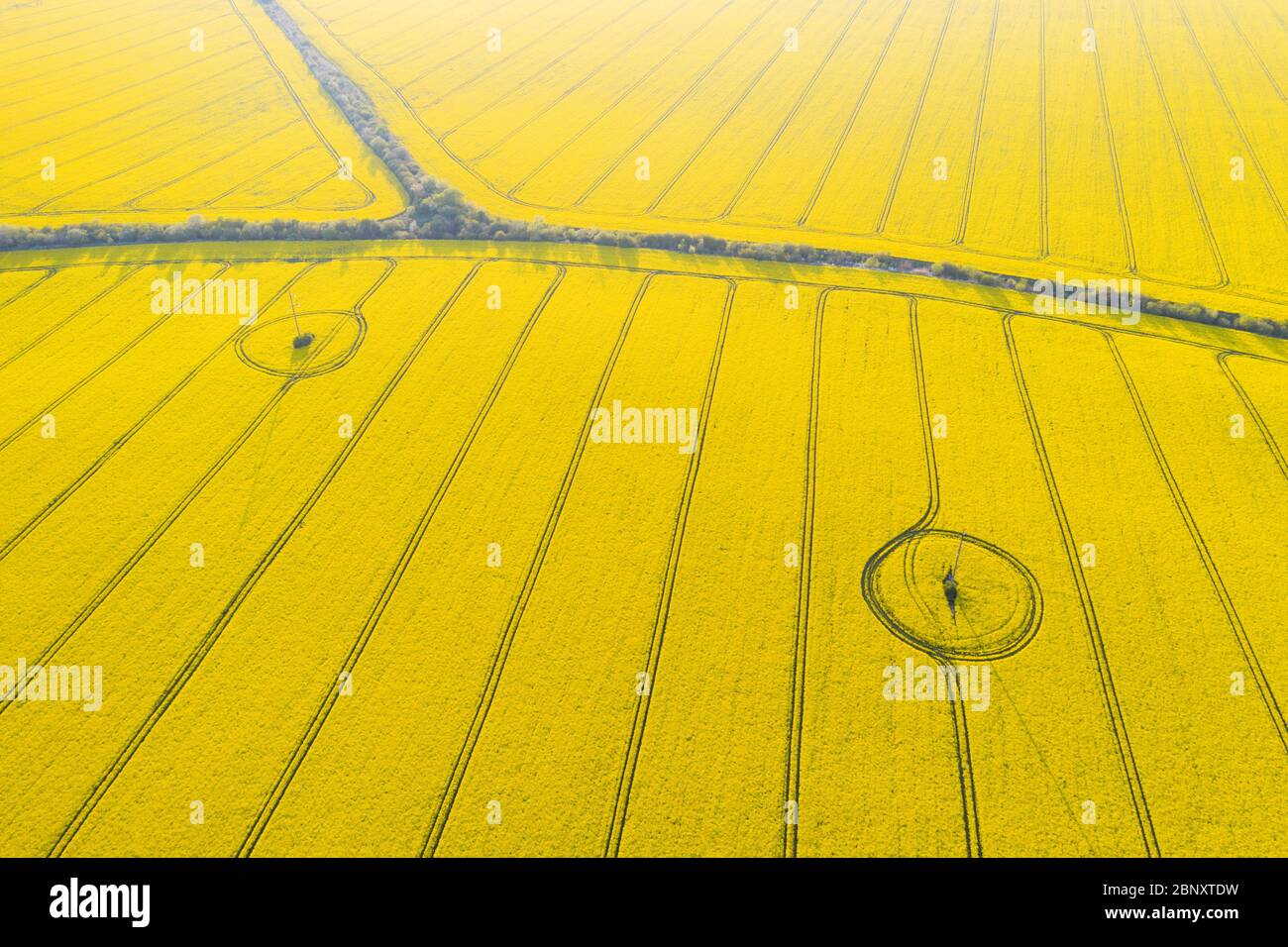 Vue en haut d'un drone aérien de champ de colza jaune fleuri avec des lignes et des cercles sur les chenilles du tracteur le jour ensoleillé du printemps ou de l'été. Arrière-plan nature, photographie de paysage Banque D'Images