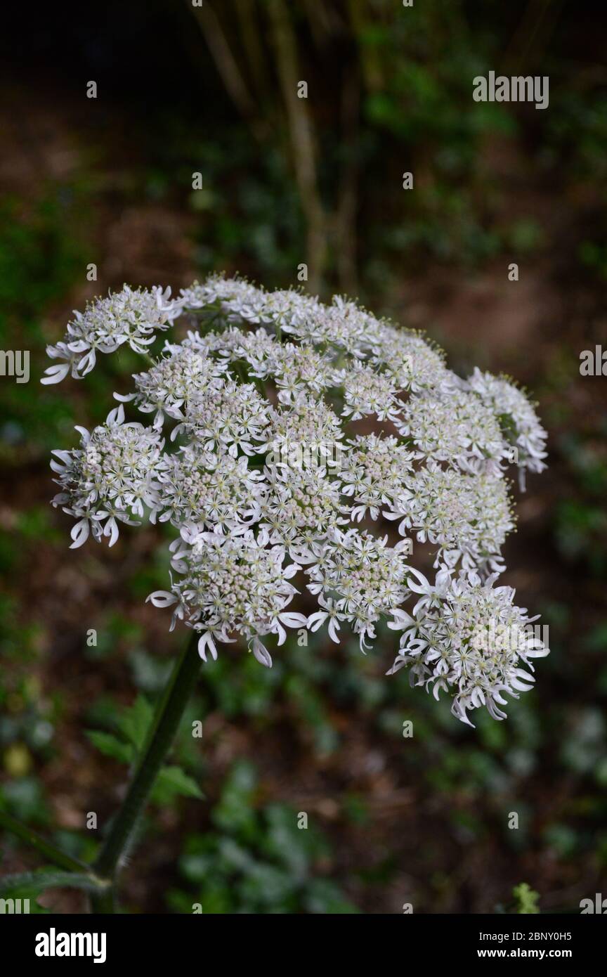 Fleur de persil de vache Banque D'Images