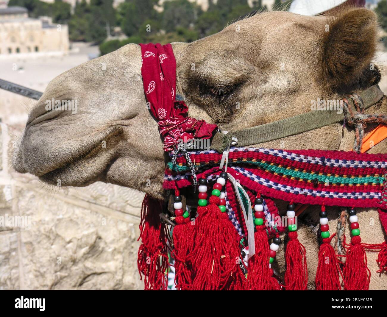 Gros plan de la tête de chameau avec rouge, dressing de tête en Egypte. Banque D'Images