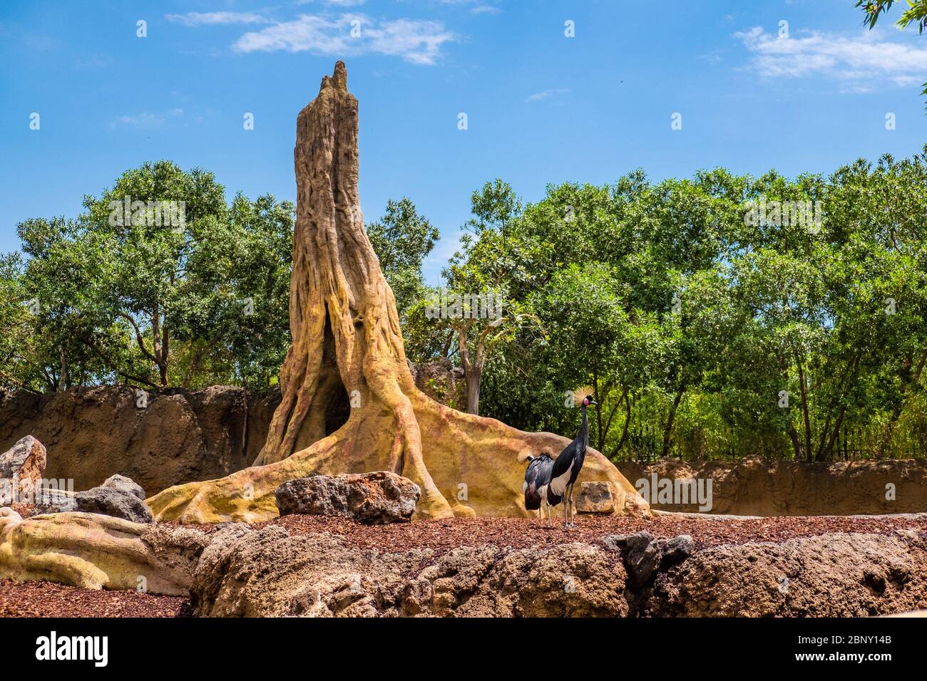 La grue noire couronnée est un oiseau de la famille des grues Gruidae. On le trouve dans la savane sèche en Afrique au sud du Sahara, bien qu'il bâtit des nids Banque D'Images