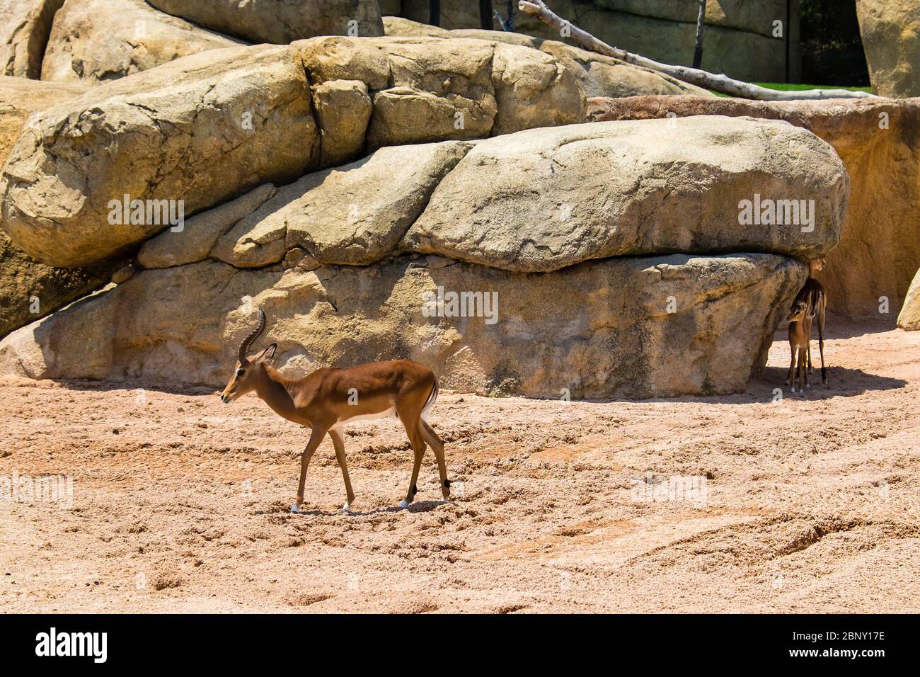 L'impala est une antilope de taille moyenne trouvés en Afrique orientale et australe. Banque D'Images